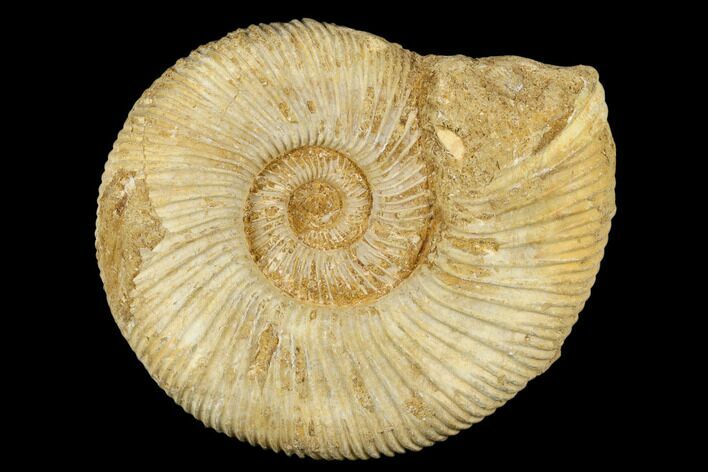 Jurassic Ammonite (Perisphinctes) Fossil - Madagascar #182013